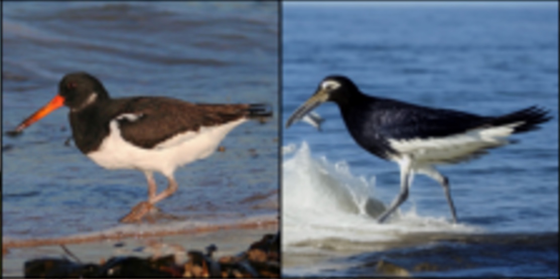 Seen wading bird and its reconstruction